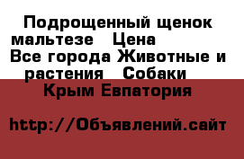 Подрощенный щенок мальтезе › Цена ­ 15 000 - Все города Животные и растения » Собаки   . Крым,Евпатория